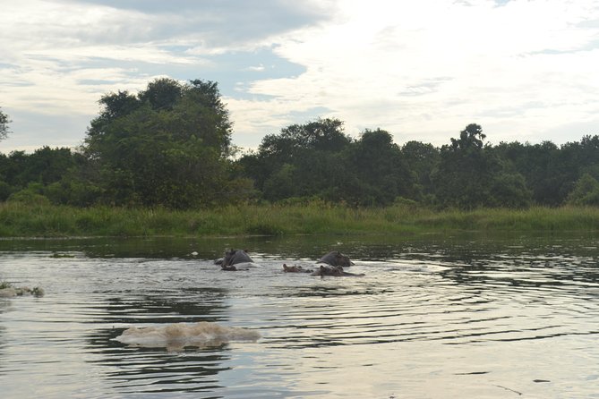2 Days Family Safari to Murchison Falls Park Uganda - Why this short safari works