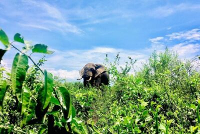 2 Days Family Safari to Murchison Falls Park Uganda