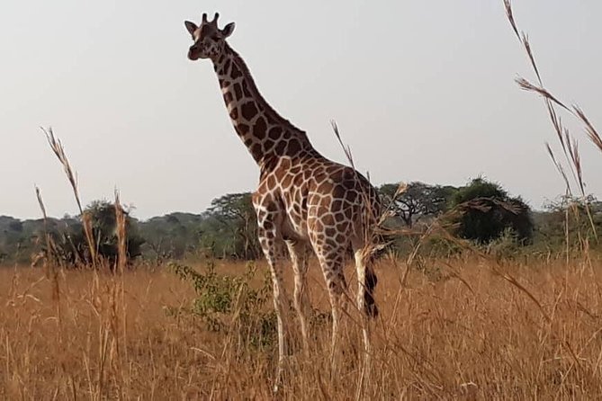 2 Days Family Safari to Murchison Falls Park Uganda - Murchison Falls from the top