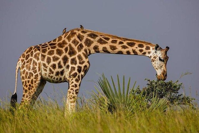 2 Days Family Safari to Murchison Falls Park Uganda - Day two: game drive toward the Delta