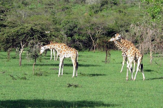 2 Days Family Safari to Murchison Falls Park Uganda - What the included price really gives you