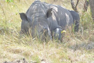 2 days Murchison Falls and Wildlife Game Viewing