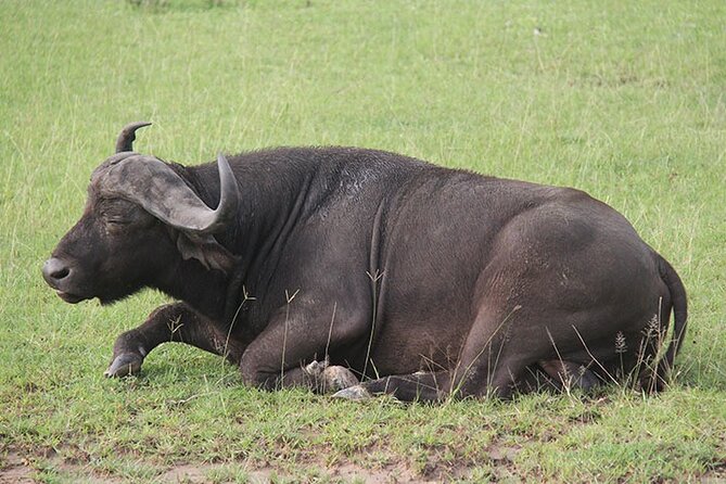 2 days Murchison Falls and Wildlife Game Viewing - The return journey and optional Ziwa rhino stop
