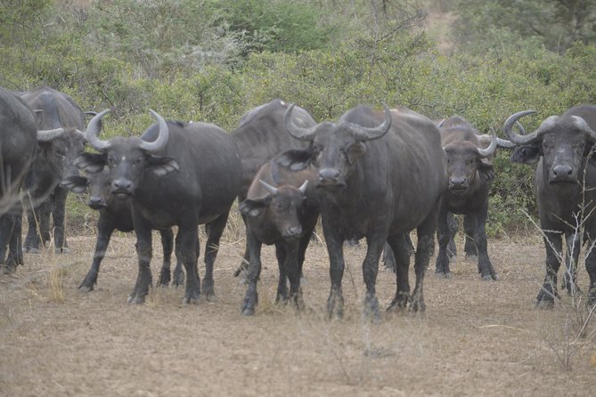 2 days Murchison Falls and Wildlife Game Viewing - The private guide makes a short safari work better