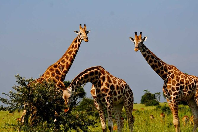 2 Days Murchison Falls Park Vacation - Why this two-day safari works