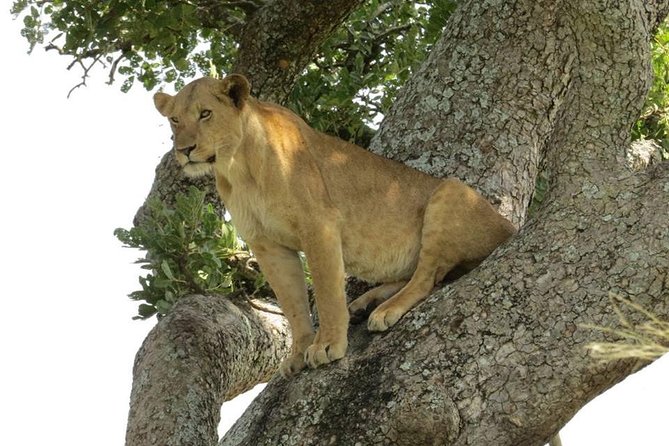 2 Days Popular Safari to Lake Mburo National Park - The two-hour Lake Mburo boat ride