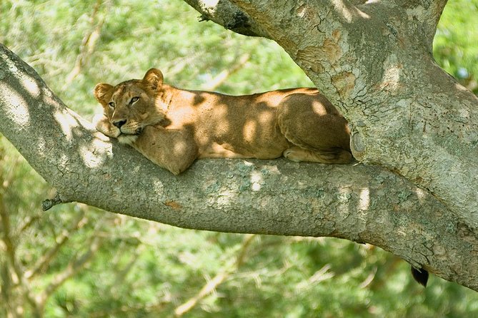 2 Days Safari To Queen Elizabeth National Park with Cruise - Why the boat cruise makes this safari worthwhile