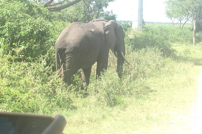 2 Days Safari To Queen Elizabeth National Park with Cruise - Equator and Mbarara stops on day one
