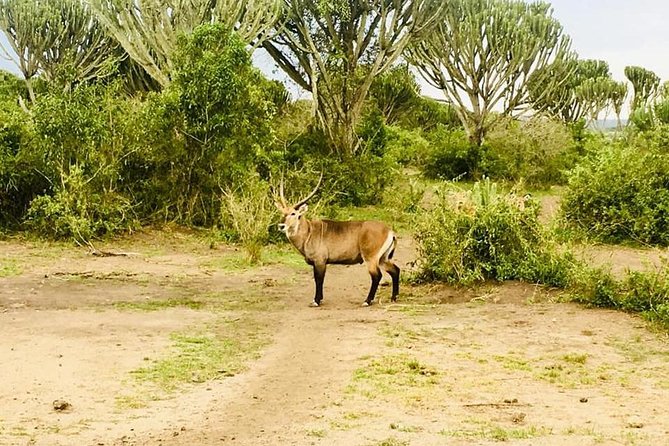 2 Days Safari To Queen Elizabeth National Park with Cruise - The Kasenyi game drive on day two