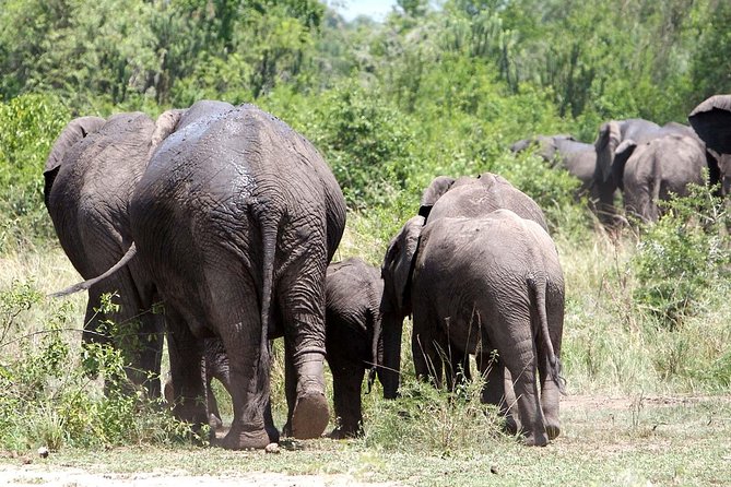 2 Days Safari To Queen Elizabeth National Park with Cruise - The return journey and Mpambire drum center