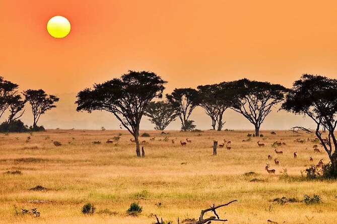 25 day uganda Rwanda kenya and Tanzania safari Zanzibar inclusive - From Entebbe to Murchison Falls