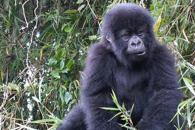 3-Day Climax Guided Gorilla Trekking Mist and Batwa Safari - Why Bwindi makes this a serious gorilla trip