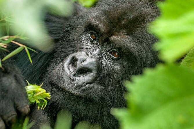 3-Day Climax Guided Gorilla Trekking Mist and Batwa Safari - Day 1: A long road from Entebbe to Bwindi