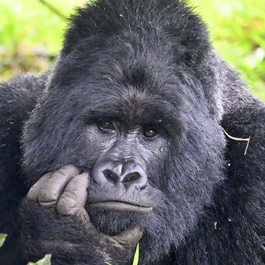 3-Day Gorilla Experience In Uganda - Why this three-day Uganda trip works