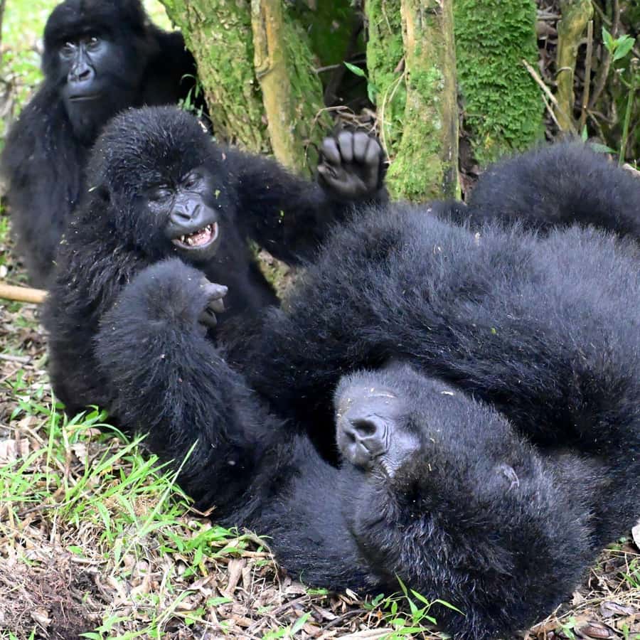 3-Day Gorilla Experience In Uganda - The gorilla trek: a rare hour in Bwindi