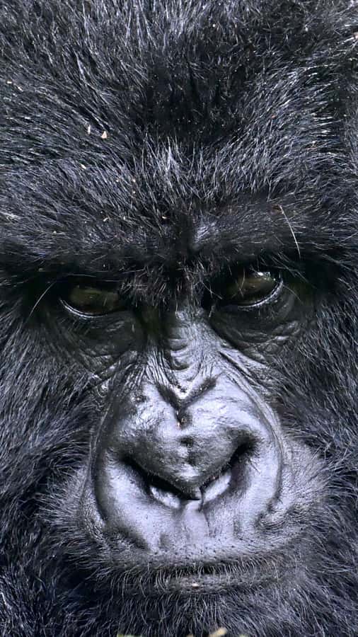 3-Day Gorilla Experience In Uganda - Lake Bunyonyi: a calm second night