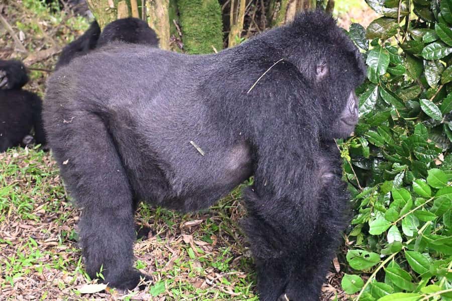 3-Day Gorilla Experience In Uganda - Day 1: From Kigali or Entebbe to Bwindi