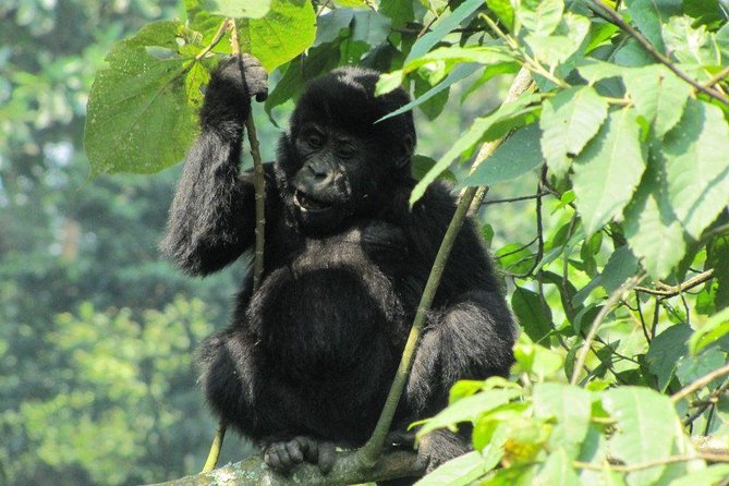 3-Day Gorilla Trekking Budget Safari in Uganda - Why the gorilla permit changes the value