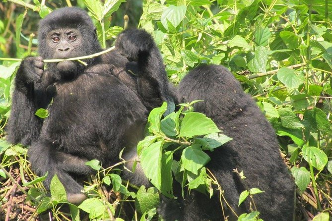 3-Day Gorilla Trekking Budget Safari in Uganda - Bwindi or Mgahinga: an important permit question