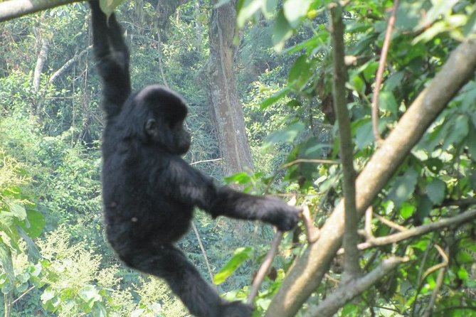 3-Day Gorilla Trekking Budget Safari in Uganda - Bwindi arrival and accommodation expectations