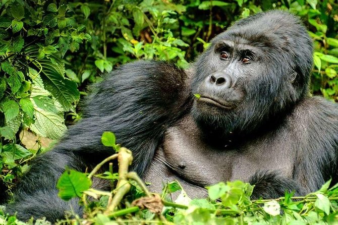 3-Day Gorilla Trekking Bunyonyi Mist Relaxation Safari - Day one: the long road from Entebbe to Bwindi