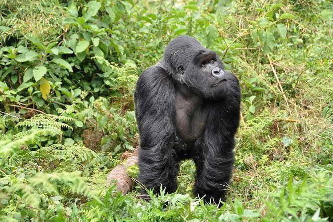 3-Day Gorilla Trekking Bunyonyi Mist Relaxation Safari - The one-hour gorilla encounter