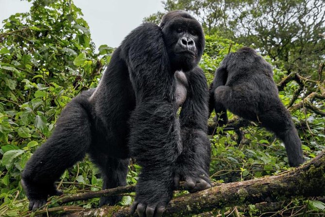 3-Day Gorilla Trekking Bunyonyi Mist Relaxation Safari - Day three: a gentler morning at Lake Bunyonyi