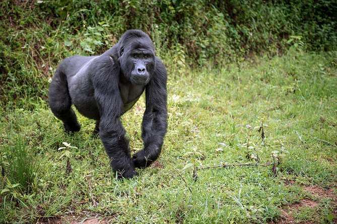 3-Day Gorilla Trekking Bunyonyi Mist Relaxation Safari - What the $2,350 price really covers
