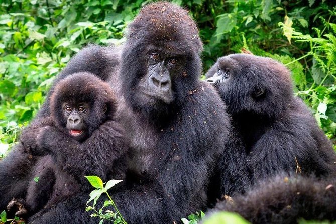 3-Day Gorilla Trekking Bunyonyi Mist Relaxation Safari - Day two: tracking gorillas through Bwindi forest