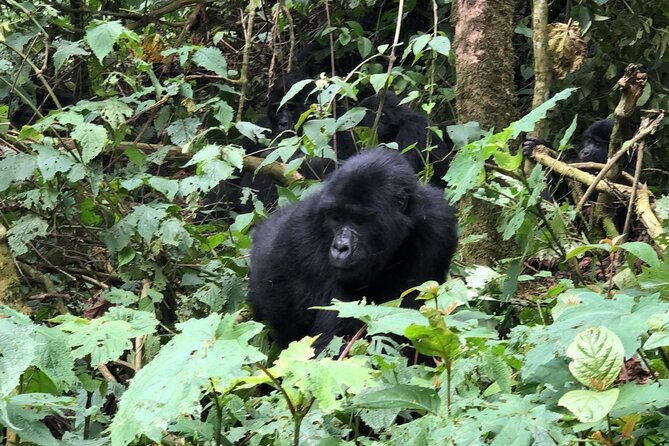 3 Day Gorilla Trekking Luxury Safari in Uganda - Day 1: Flying from Entebbe to Bwindi