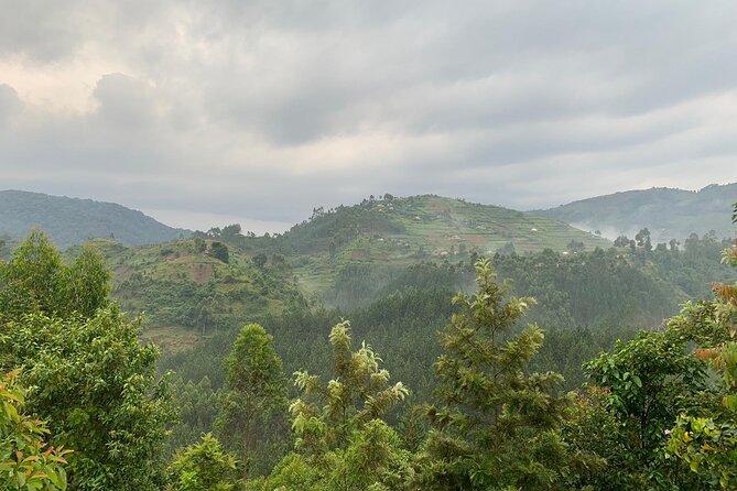 3 Day Gorilla Trekking Luxury Safari in Uganda - Day 3: Returning to Entebbe