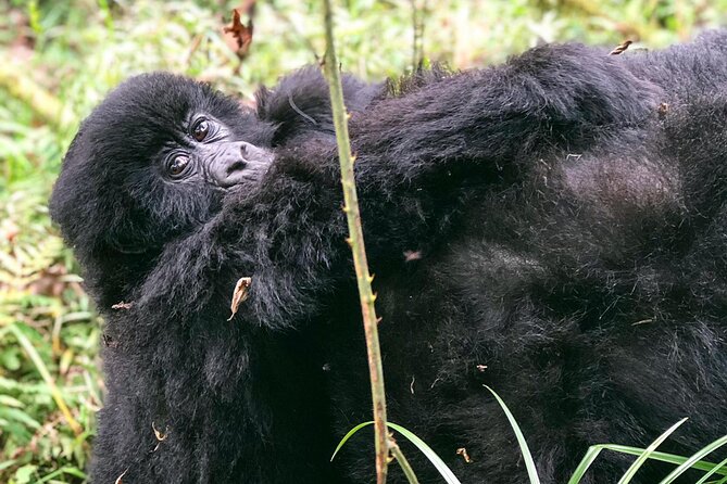 3 Day Gorilla Trekking Luxury Safari in Uganda - Fitness, packing, and comfort