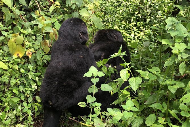 3 Day Gorilla Trekking Luxury Safari in Uganda - Cancellation and booking points