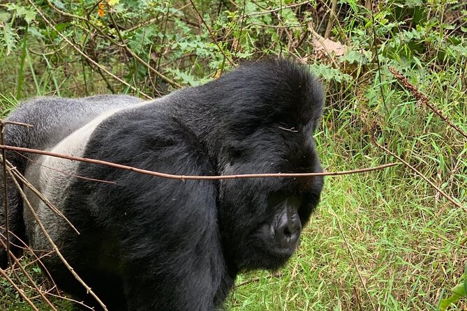 3 Day Gorilla Trekking Luxury Safari in Uganda - Day 2: Finding a gorilla family in Bwindi