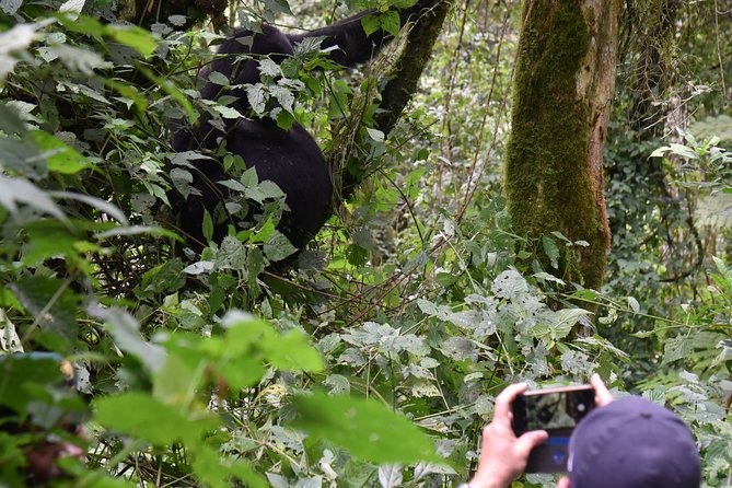 3-Day Gorilla Trekking safari in Bwindi Impenetrable Forest - Why Bwindi makes the long drive worthwhile