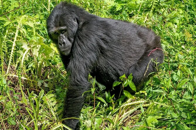 3-Day Gorilla Trekking safari in Bwindi Impenetrable Forest - Day 2: Gorilla trekking in the rainforest