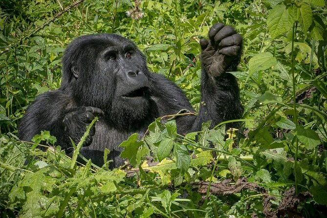3-Day Gorilla Trekking safari in Bwindi Impenetrable Forest - What the $1,900 price really buys you
