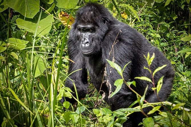 3-Day Gorilla Trekking safari in Bwindi Impenetrable Forest - Who will enjoy this safari most