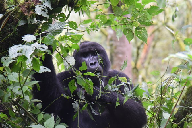 3-Day Gorilla Trekking safari in Bwindi Impenetrable Forest - Day 1: From Entebbe to Bwindi through Mbarara