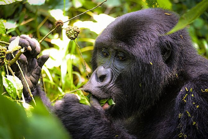 3-Day Gorillas trekking and Batwa Experience - Why Bwindi makes the long drive worthwhile