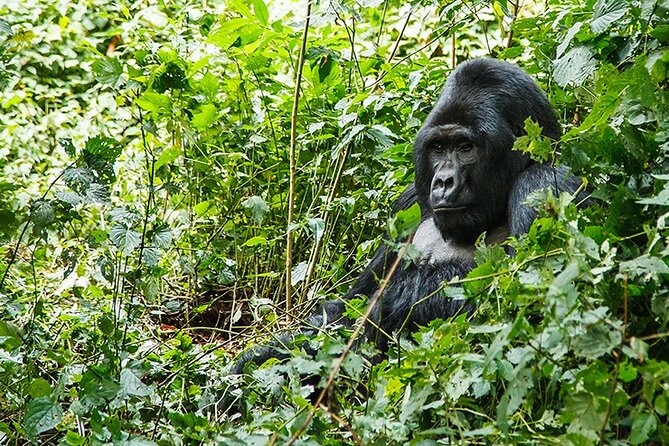 3-Day Gorillas trekking and Batwa Experience - How the private format changes the trip
