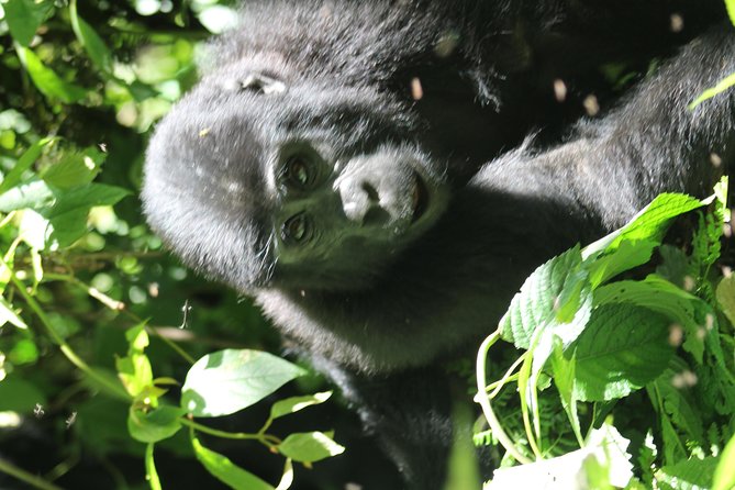 3-Day Gorillas trekking and Batwa Experience - Village walks and the Batwa question
