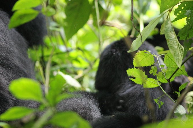 3-Day Gorillas trekking and Batwa Experience - Practical planning for the three days