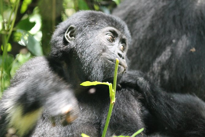 3-Day Gorillas trekking and Batwa Experience - Day 1: The equator, Masaka or Mbarara, and the road south