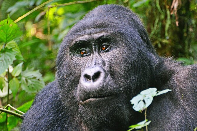 3 Day Guided Gorilla Tracking Safari At Bwindi National Park - Why Bwindi gorilla tracking takes three days