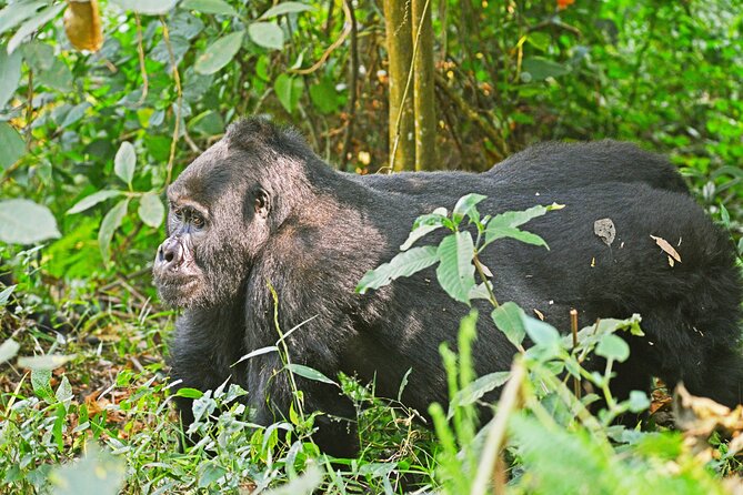 3 Day Guided Gorilla Tracking Safari At Bwindi National Park - Day one: Kampala to Rushaga through Mbarara and Kabale