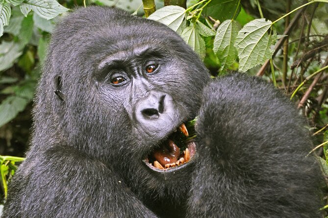 3 Day Guided Gorilla Tracking Safari At Bwindi National Park - What to pack for Bwindi’s wet hills