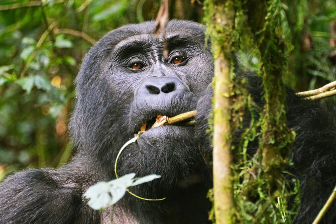 3 Day Guided Gorilla Tracking Safari At Bwindi National Park - Day three: the long return to Kampala or Entebbe