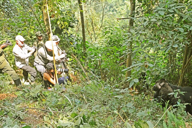 3 Day Guided Gorilla Tracking Safari At Bwindi National Park - Booking details worth checking before you pay