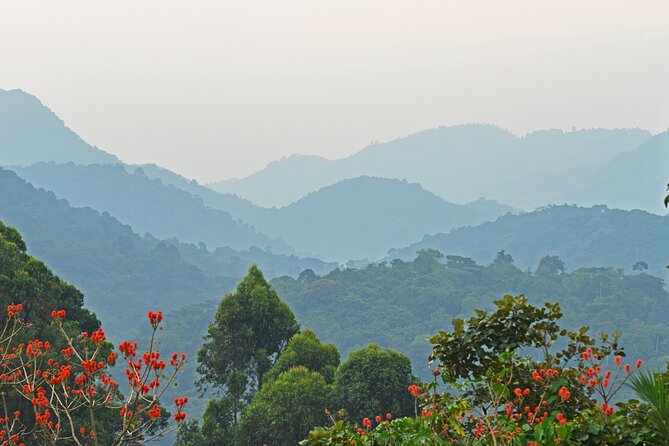 3 Day Guided Gorilla Tracking Safari At Bwindi National Park - Day two: the forest search begins at 8:00 am